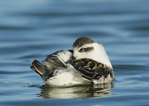 Red-necked Phalarope Phalaropus lobatus