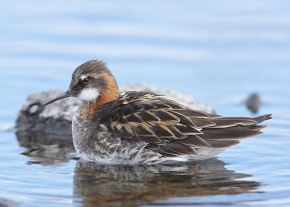 Red-necked Phalarope Phalaropus lobatus