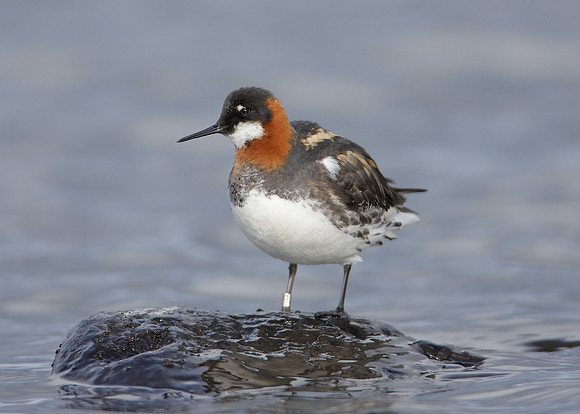 Red-necked Phalarope Phalaropus lobatus