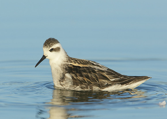 Red-necked Phalarope Phalaropus lobatus