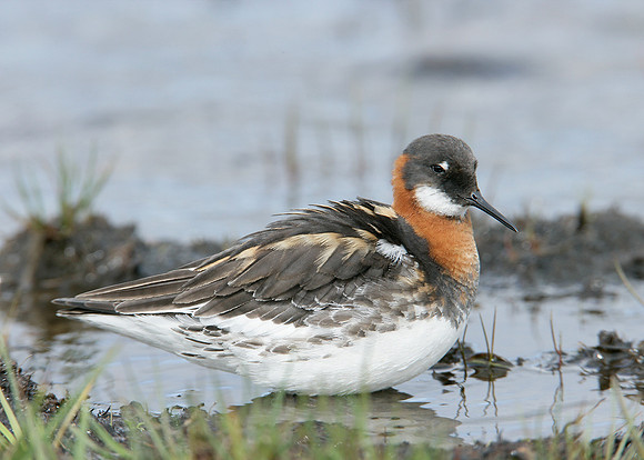 Red-necked Phalarope Phalaropus lobatus