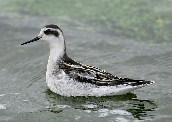 Red-necked Phalarope Phalaropus lobatus