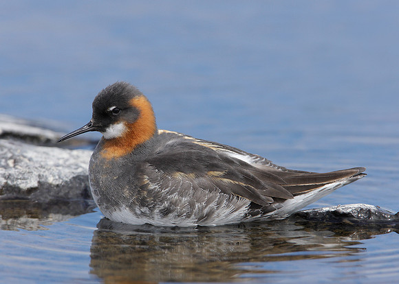 Red-necked Phalarope Phalaropus lobatus