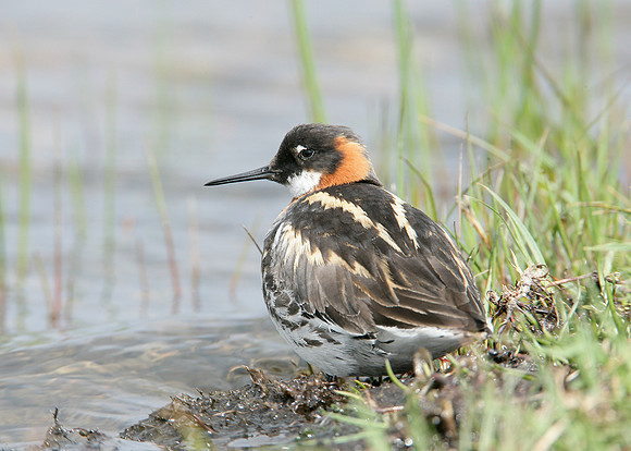 Red-necked Phalarope Phalaropus lobatus