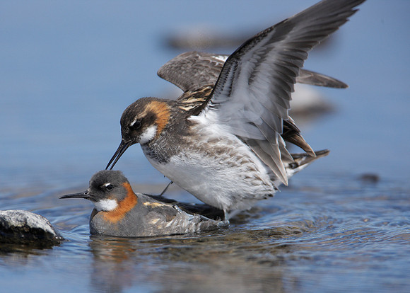 Red-necked Phalarope Phalaropus lobatus