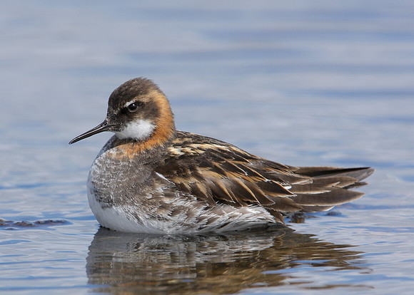 Red-necked Phalarope Phalaropus lobatus