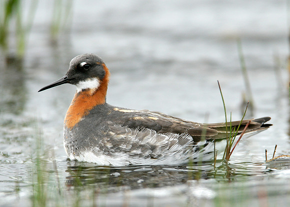 Red-necked Phalarope Phalaropus lobatus