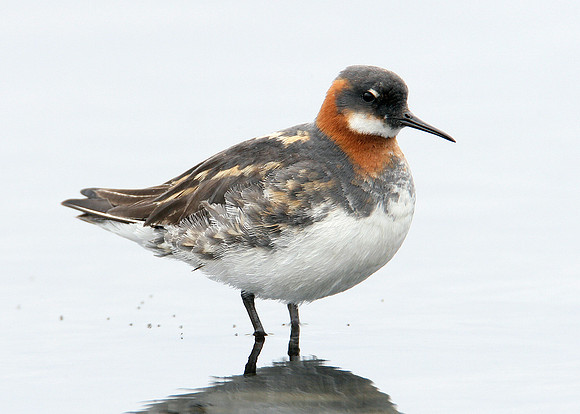 Red-necked Phalarope Phalaropus lobatus