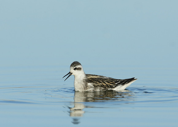 Red-necked Phalarope Phalaropus lobatus
