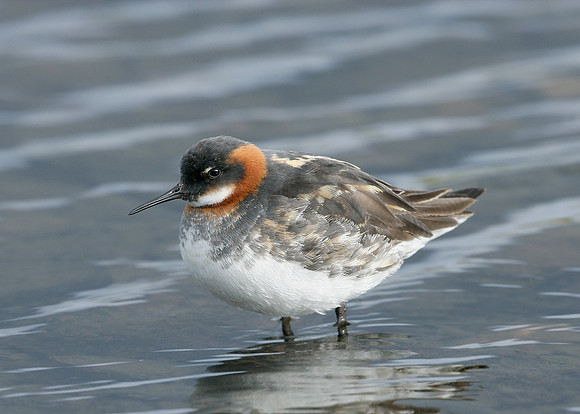 Red-necked Phalarope Phalaropus lobatus