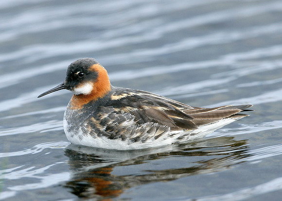 Red-necked Phalarope Phalaropus lobatus