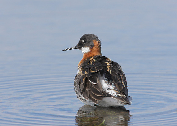 Red-necked Phalarope Phalaropus lobatus