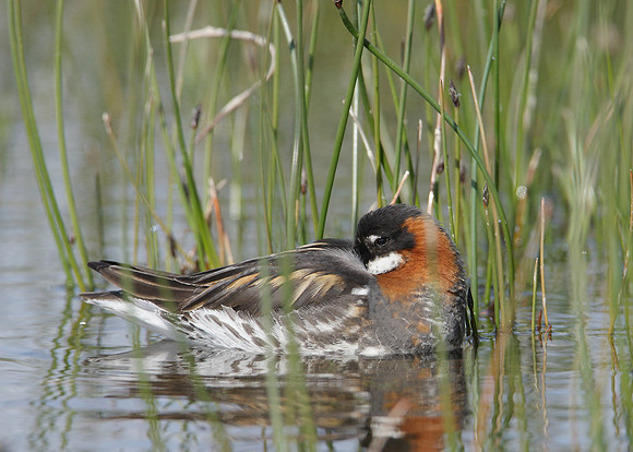 Red-necked Phalarope Phalaropus lobatus