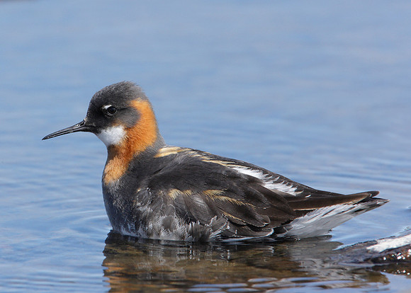 Red-necked Phalarope Phalaropus lobatus