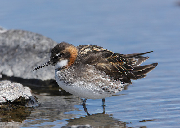 Red-necked Phalarope Phalaropus lobatus