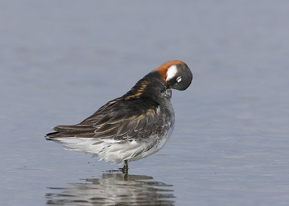 Red-necked Phalarope Phalaropus lobatus