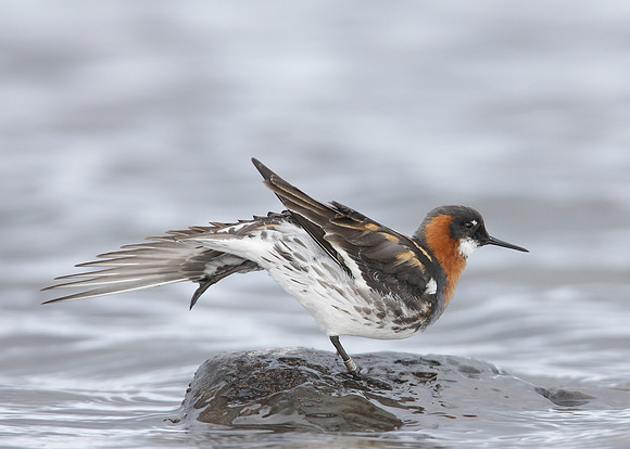 Red-necked Phalarope Phalaropus lobatus