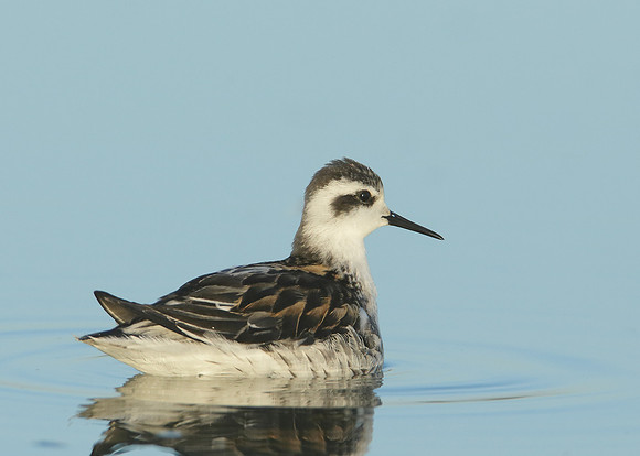 Red-necked Phalarope Phalaropus lobatus