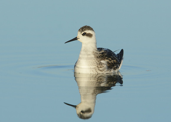 Red-necked Phalarope Phalaropus lobatus