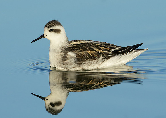 Red-necked Phalarope Phalaropus lobatus