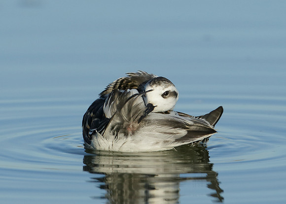 Red-necked Phalarope Phalaropus lobatus