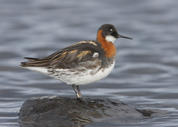 Red-necked Phalarope Phalaropus lobatus