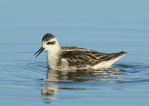 Red-necked Phalarope Phalaropus lobatus