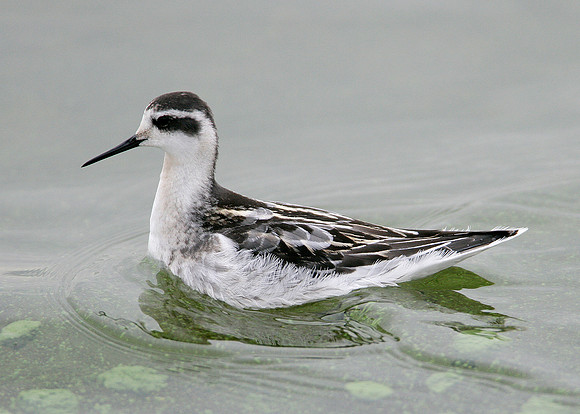 Red-necked Phalarope Phalaropus lobatus