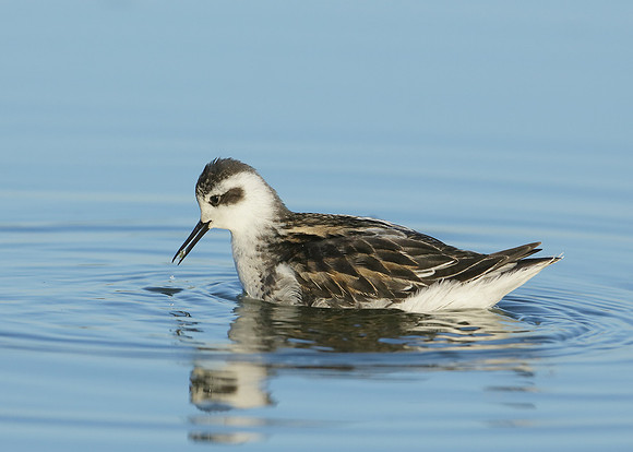 Red-necked Phalarope Phalaropus lobatus