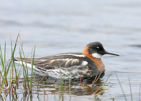 Red-necked Phalarope Phalaropus lobatus