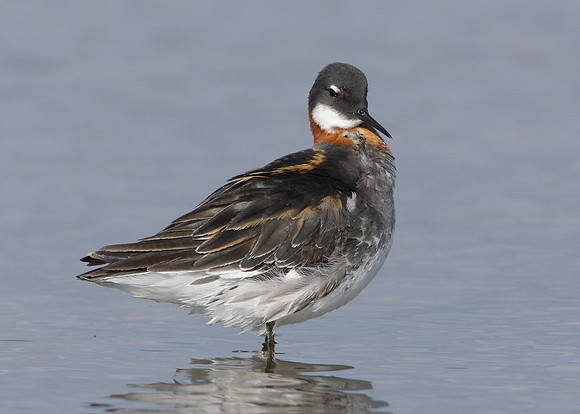 Red-necked Phalarope Phalaropus lobatus