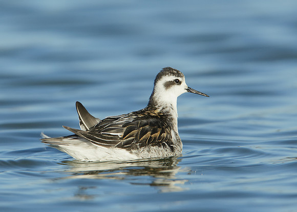 Red-necked Phalarope Phalaropus lobatus