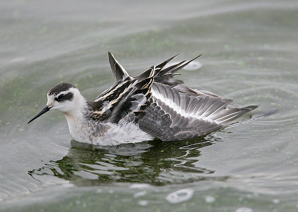 Red-necked Phalarope Phalaropus lobatus