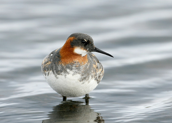 Red-necked Phalarope Phalaropus lobatus
