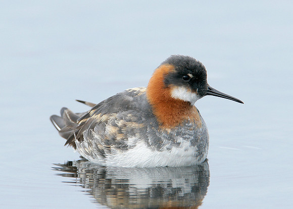 Red-necked Phalarope Phalaropus lobatus