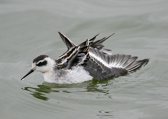 Red-necked Phalarope Phalaropus lobatus