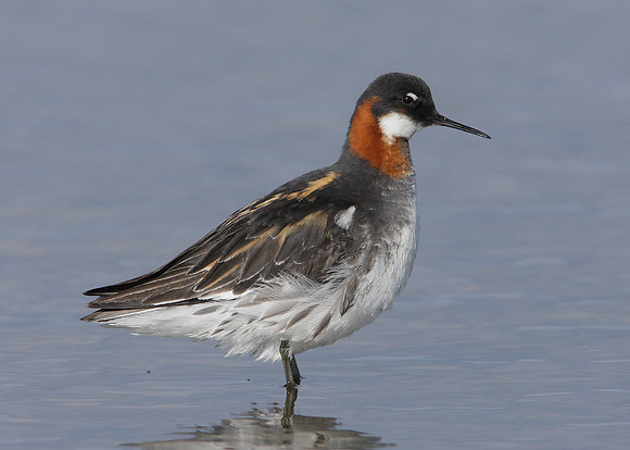 Red-necked Phalarope Phalaropus lobatus