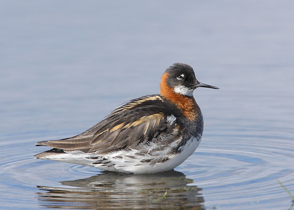 Red-necked Phalarope Phalaropus lobatus