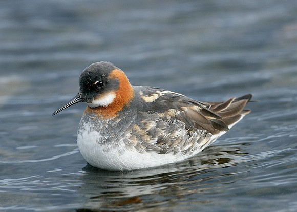 Red-necked Phalarope Phalaropus lobatus