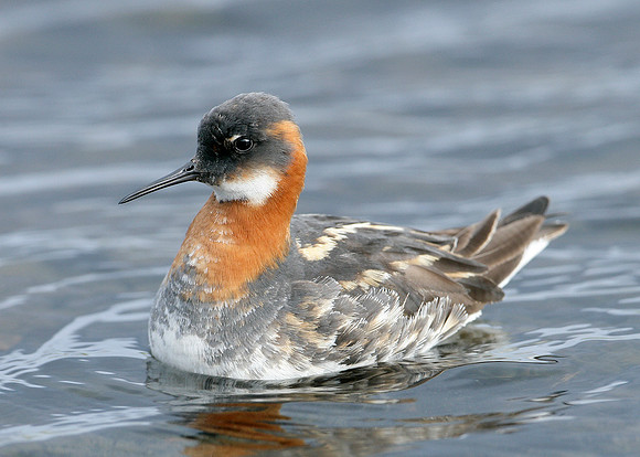 Red-necked Phalarope Phalaropus lobatus