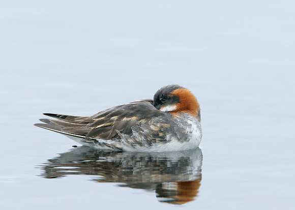 Red-necked Phalarope Phalaropus lobatus