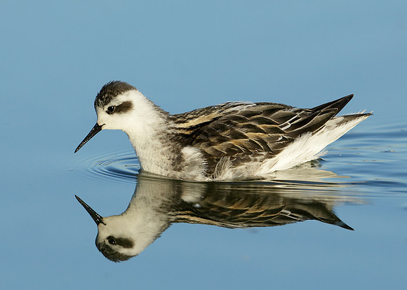 Red-necked Phalarope Phalaropus lobatus
