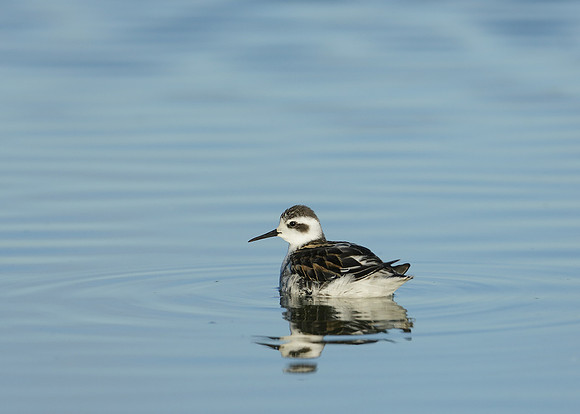 Red-necked Phalarope Phalaropus lobatus