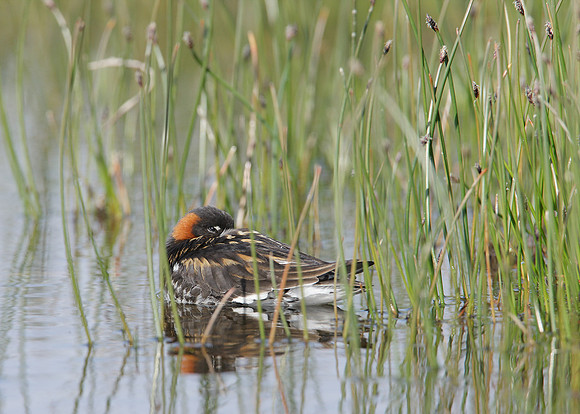 Red-necked Phalarope Phalaropus lobatus