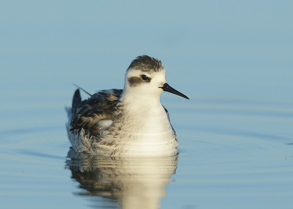 Red-necked Phalarope Phalaropus lobatus