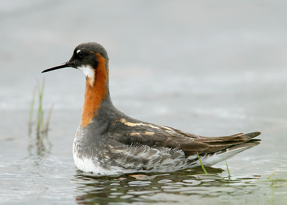 Red-necked Phalarope Phalaropus lobatus