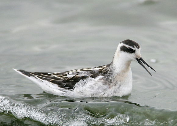 Red-necked Phalarope Phalaropus lobatus