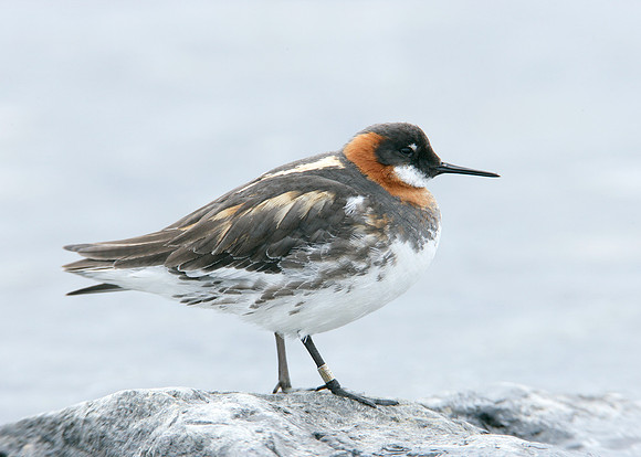 Red-necked Phalarope Phalaropus lobatus