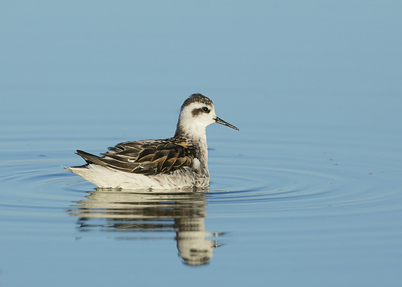 Red-necked Phalarope Phalaropus lobatus