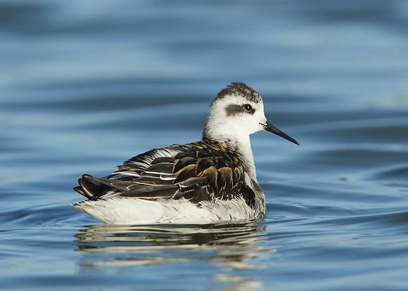 Red-necked Phalarope Phalaropus lobatus